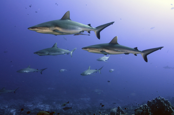 
	灰礁鯊（學名：黑印真鯊）是鯊魚魚翅貿易常見的品種（2018年攝於禁止商業鯊魚捕獵的法屬玻里尼西亞，相片來源：港大生物科學學院薜綺雯教授）。

